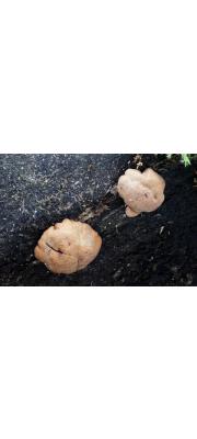 큰점버섯 (Hypocrea grandis S. Imai)