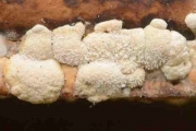 흰갈색점버섯 (Hypocrea pachybasioides Y. Doi.)