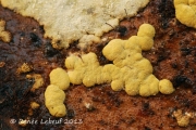 가루점버섯 (Hypocrea pulvinata Fuckel)