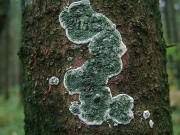 푸른점버섯균(점버섯 ,트리코데르마균) (Trichoderma viride Pers. > Hypocrea rufa (Pers.) Fr.(점버섯 ,트리코데르마균))