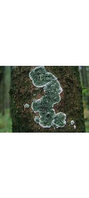 푸른점버섯균(점버섯 ,트리코데르마균) (Trichoderma viride Pers. > Hypocrea rufa (Pers.) Fr.(점버섯 ,트리코데르마균))