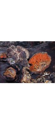 황금속버섯 (Hypomyces aurantius (Pers.) Fuckel)