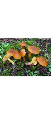 황토갓버섯(개칭, 황토색만가닥버섯, 황토색밤버섯) (Rugosomyces naucoria (Murr.) Boffelli  > Lyophyllum fallax Kühn. &amp; Romagn > Calocybe fallax (Sacc.) Redhead &amp; Sing.)