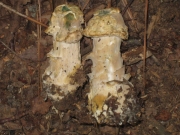 귀두속버섯 (Hypomyces hyalinus (Schw.) Tul. & C. Tul.)