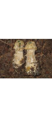 귀두속버섯 (Hypomyces hyalinus (Schw.) Tul. &amp; C. Tul.)