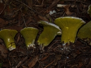 황녹속버섯 (Hypomyces luteovirens (Fr.) Tul. & C. Tul.)