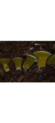 황녹속버섯 (Hypomyces luteovirens (Fr.) Tul. &amp; C. Tul.)