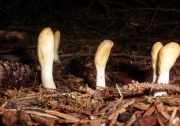 균생사슴뿔버섯 (Podostroma alutaceum (Pers) Atk.)