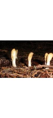 균생사슴뿔버섯 (Podostroma alutaceum (Pers) Atk.)