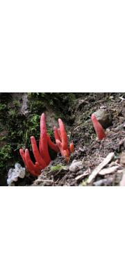붉은사슴뿔버섯 (Podostroma cornu-damae (Pat.) Boed.)