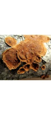 적황색소나무비늘버섯 (Hymenochaete cinnamomea (Pers.) Bres.)