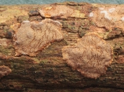 민소나무비늘버섯 (Hymenochaete corrugata (Fr.) Lév.)