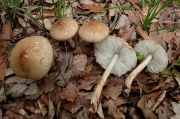 노을버섯 (Limacella llinita (Fr.) Maire)