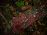 붉은소나무비늘버섯 (Hymenochaete cruenta (Pers.) Donk)