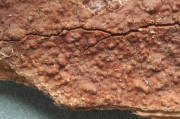 가루소나무비늘버섯 (Hymenochaete fuliginosa (Pers.) Lév.)