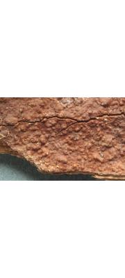 가루소나무비늘버섯 (Hymenochaete fuliginosa (Pers.) Lév.)