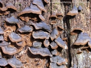 소나무비늘버섯(암갈색소나무비늘버섯) (Hymenochaete rubiginosa (Dicks.) Lév.)