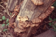 긴털소나무비늘버섯 (Hymenochaete villosa (Lév.) Bres.)