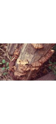 긴털소나무비늘버섯 (Hymenochaete villosa (Lév.) Bres.)