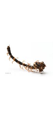 잠자리동충하초 (Hymenostilbe odonatae Kobay.)