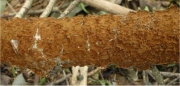 무늬소나무비늘버섯 (Hymenochaete yasudai Imaz.)