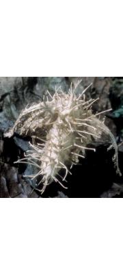 나방잠자리동충하초(나방이동충하초) (Hymenostilbe sphingum (Schwein.) Petch)