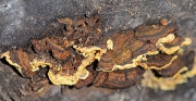 금빛소나무비늘버섯(금빛진흙버섯, 금빛시 루뻔버섯, 기와층버섯) (Hymenochaete xerantica (Berk.) S.H. He &Y.C. Dai  > Phellinus xeranticus (Berk.) Pegler  > Inonotus xeranticus (Berk.) Imaz. & Aoshi.  > Cryptoderma citrinum Imaz.)