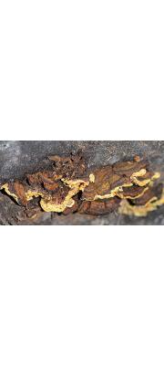 금빛소나무비늘버섯(금빛진흙버섯, 금빛시 루뻔버섯, 기와층버섯) (Hymenochaete xerantica (Berk.) S.H. He &amp;Y.C. Dai  > Phellinus xeranticus (Berk.) Pegler  > Inonotus xeranticus (Berk.) Imaz. &amp; Aoshi.  > Cryptoderma citrinum Imaz.)