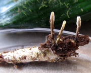 번데기흰고무동충하초 (Metacordyceps yongmunensis G.H. Sung, J.M. Sung & Spat.)