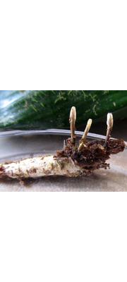 번데기흰고무동충하초 (Metacordyceps yongmunensis G.H. Sung, J.M. Sung &amp; Spat.)