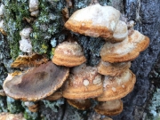 마른내피버섯(마른시루뻔버섯) (Inocutis dryophila (Berk.) Fiasson & Niem.  > Inonotus dryophilus (Berk.) Murr.)