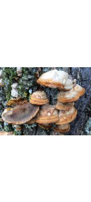 마른내피버섯(마른시루뻔버섯) (Inocutis dryophila (Berk.) Fiasson &amp; Niem.  > Inonotus dryophilus (Berk.) Murr.)