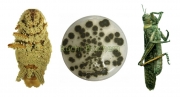 녹강균 (Metarhizium anisopliae (Metschn.) Sorokin)