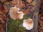 느티만가닥버섯(만가닥버섯) (Hypsizygus marmoreus (Peck) Bigelow  ≠ Pleurotus elongatipes Peck)