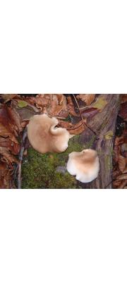 느티만가닥버섯(만가닥버섯) (Hypsizygus marmoreus (Peck) Bigelow  ≠ Pleurotus elongatipes Peck)