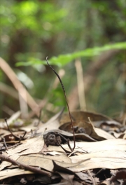 유충기생동충하초(유충포식동충하초) (Ophiocordyceps agriotis G.H. Sung, J.M. Sung H-Jones & Spatafora)