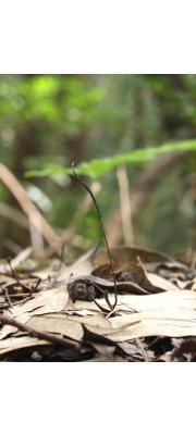 유충기생동충하초(유충포식동충하초) (Ophiocordyceps agriotis G.H. Sung, J.M. Sung H-Jones &amp; Spatafora)