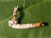 방망이기생동충하초(방망이동충하초) (Ophiocordyceps clavata (Kobayasi & Shimizu) G.H. Sung, J.M. Sung, H-Jones & Spatafora  > Cordyceps clavata Kobay. & Shim.)