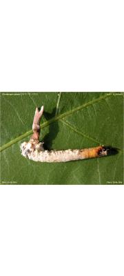 방망이기생동충하초(방망이동충하초) (Ophiocordyceps clavata (Kobayasi &amp; Shimizu) G.H. Sung, J.M. Sung, H-Jones &amp; Spatafora  > Cordyceps clavata Kobay. &amp; Shim.)