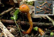 구형기생동충하초(유충긴목구형동충하초) (Ophiocordyceps gracilis (Grev.) G.H. Sung, J.M. Sung, H-Jones & Spat.  > Cordyceps gracilis Dur. & Mont.)