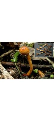 구형기생동충하초(유충긴목구형동충하초) (Ophiocordyceps gracilis (Grev.) G.H. Sung, J.M. Sung, H-Jones &amp; Spat.  > Cordyceps gracilis Dur. &amp; Mont.)