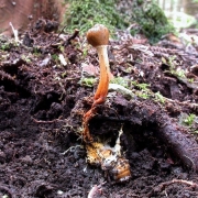 큰매미기생동충하초(큰매미포식동충하초, 큰매미동충하초) (Ophiocordyceps heteropoda (Kobay.) G.H. Sung, J.M. Sung, H-Jones & Spatafora  > Cordyceps heteropoda Kobay.)