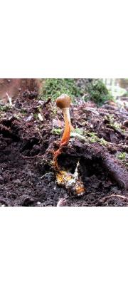 큰매미기생동충하초(큰매미포식동충하초, 큰매미동충하초) (Ophiocordyceps heteropoda (Kobay.) G.H. Sung, J.M. Sung, H-Jones &amp; Spatafora  > Cordyceps heteropoda Kobay.)