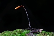 노린재기생동충하초(노린재동충하초) (Ophiocordyceps nutans (Pat) G.H. Sung, J.M. Sung, H-Jones & Spatafora > Cordyceps nutans Pat.)