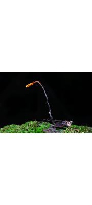 노린재기생동충하초(노린재동충하초) (Ophiocordyceps nutans (Pat) G.H. Sung, J.M. Sung, H-Jones &amp; Spatafora > Cordyceps nutans Pat.)