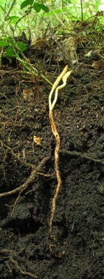 긴뿌리기생동충하초(긴뿌리포식동충하초, 제주긴뿌리동충하초) (Ophiocordyceps longissima (Kobay.) G.H. Sung, J.M. Sung H-Jones & Spatafora > Cordyceps longissima Kobay.)