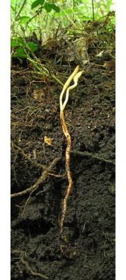 긴뿌리기생동충하초(긴뿌리포식동충하초, 제주긴뿌리동충하초) (Ophiocordyceps longissima (Kobay.) G.H. Sung, J.M. Sung H-Jones &amp; Spatafora > Cordyceps longissima Kobay.)