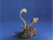 노린재부리기생동충하초(노린재부리동충하초) (Ophiocordyceps pentatomae (Kovol) G.H. Sung, J.M. Sung, H.-Jones & Spat. > Cordyceps pentatomae Kovol)