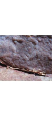 큰밀고약버섯 (Ceraceomyces cystidiatus (Erikss. &amp; Hjortst.) Hjortst.)
