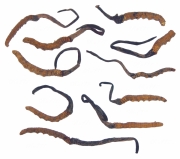 중국기생동충하초(중국동충하초) (Ophiocordyceps sinensis (Berk.) G. Sung, J. Sung, H-Jones & Spat. > Cordyceps sinensis (Berk.) Sacc.)